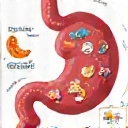 Estómago con iconos de salud digestiva